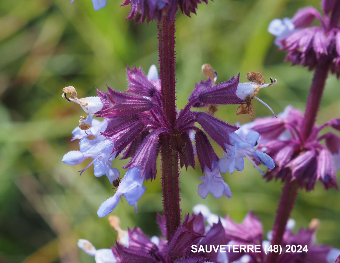 Sage, Lilac flower